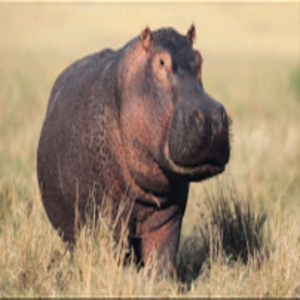 cover image of Hippos